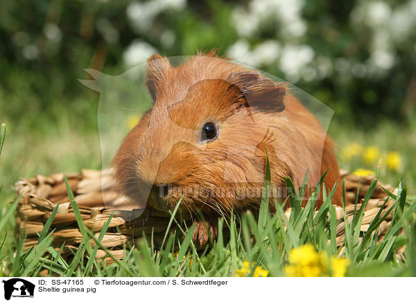 Sheltie Meerschweinchen / Sheltie guinea pig / SS-47165