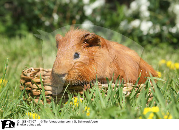 Sheltie Meerschweinchen / Sheltie guinea pig / SS-47167