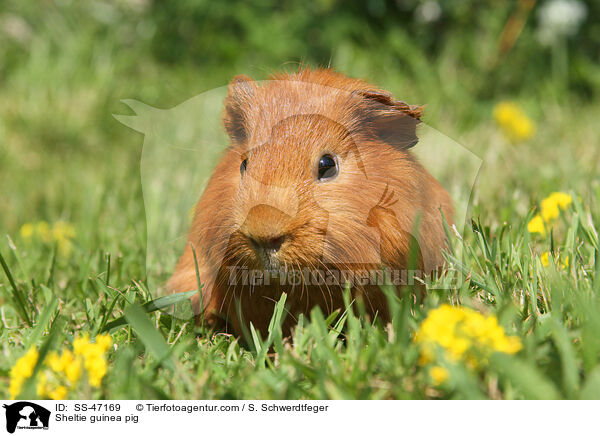 Sheltie guinea pig / SS-47169