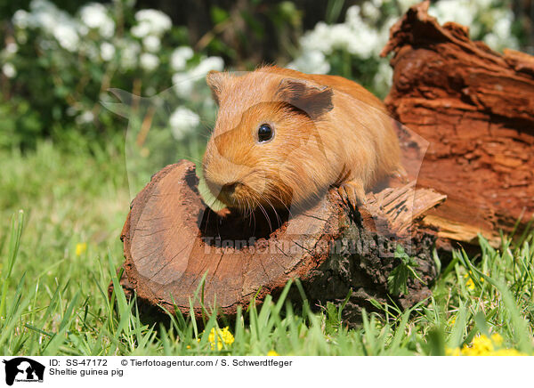 Sheltie guinea pig / SS-47172