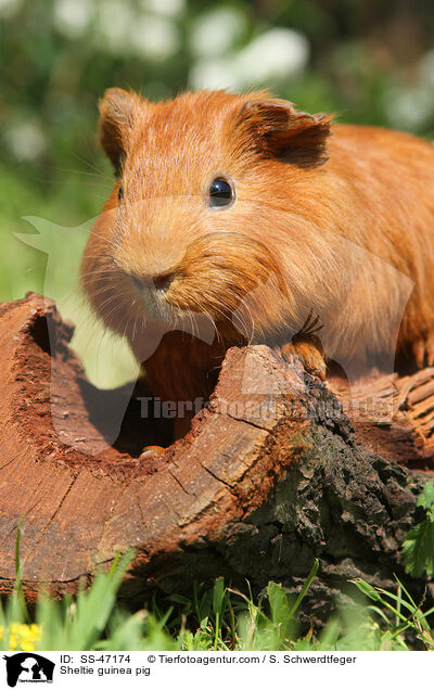 Sheltie Meerschweinchen / Sheltie guinea pig / SS-47174