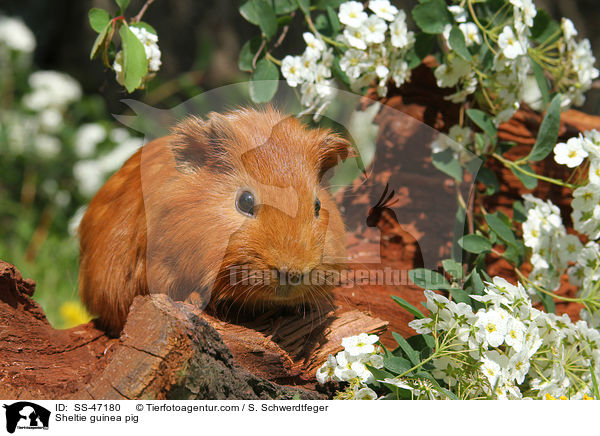 Sheltie guinea pig / SS-47180