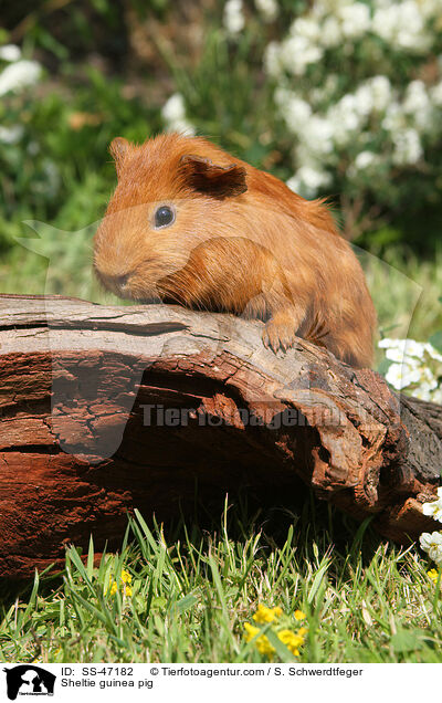 Sheltie Meerschweinchen / Sheltie guinea pig / SS-47182