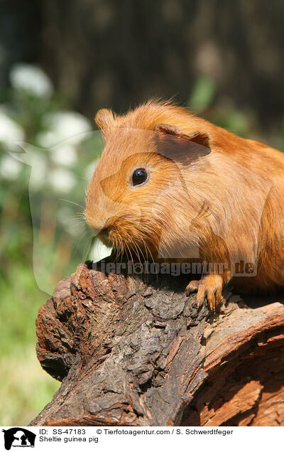 Sheltie guinea pig / SS-47183