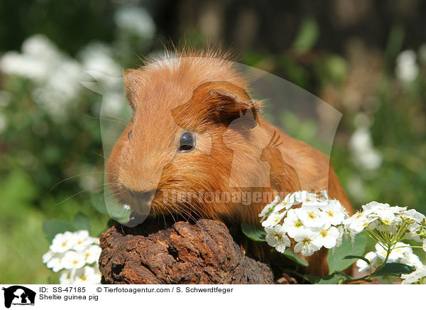 Sheltie Meerschweinchen / Sheltie guinea pig / SS-47185