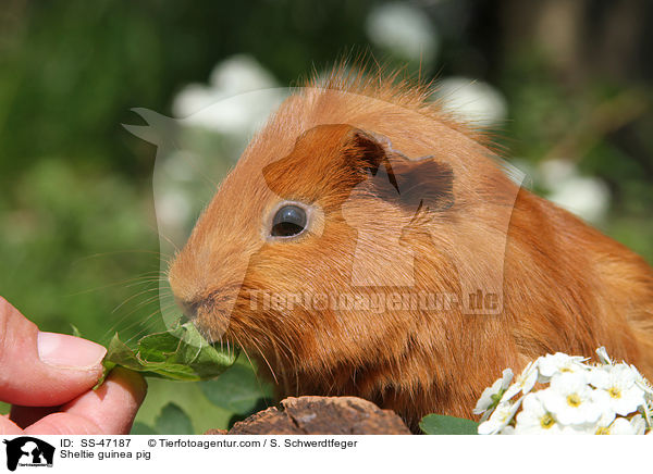 Sheltie Meerschweinchen / Sheltie guinea pig / SS-47187
