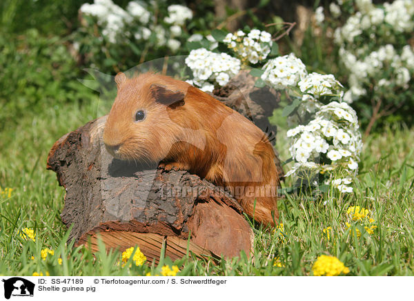 Sheltie guinea pig / SS-47189