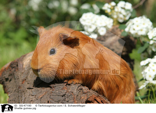 Sheltie Meerschweinchen / Sheltie guinea pig / SS-47190