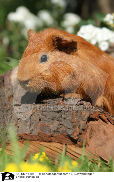 Sheltie guinea pig / SS-47191