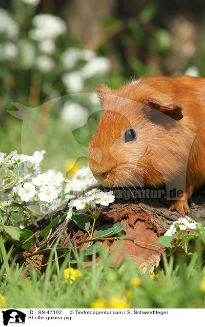 Sheltie guinea pig / SS-47192