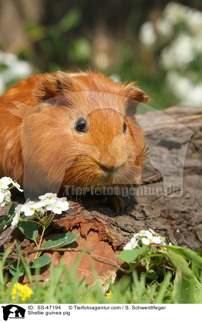 Sheltie guinea pig / SS-47194