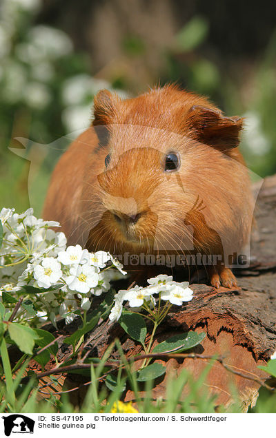 Sheltie Meerschweinchen / Sheltie guinea pig / SS-47195