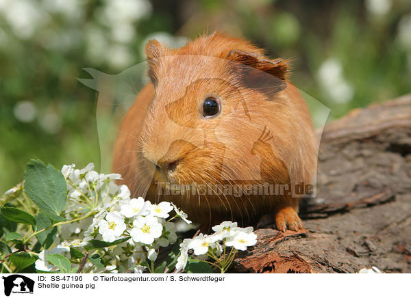 Sheltie guinea pig / SS-47196