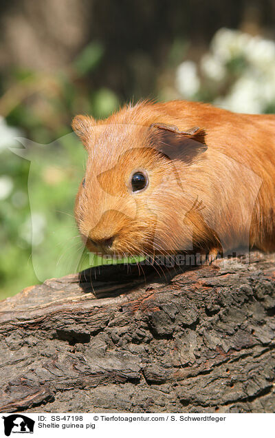 Sheltie guinea pig / SS-47198
