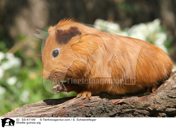 Sheltie guinea pig / SS-47199