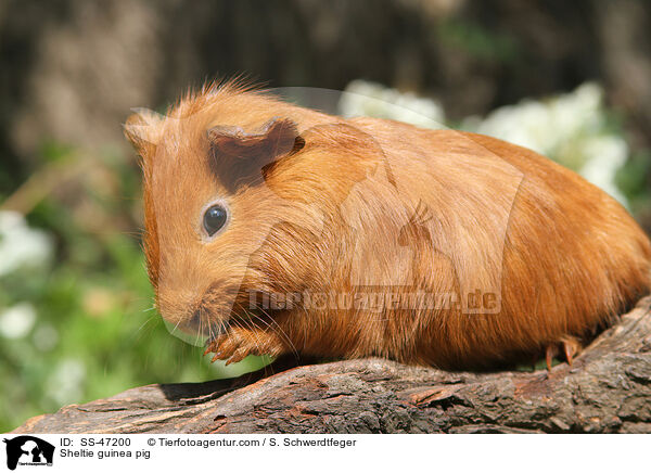 Sheltie Meerschweinchen / Sheltie guinea pig / SS-47200