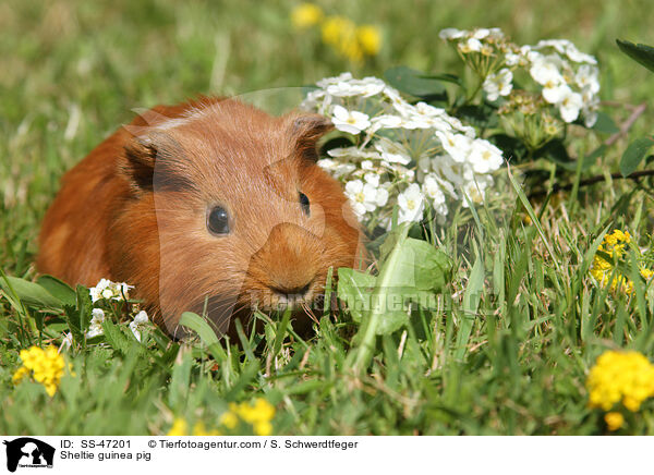 Sheltie guinea pig / SS-47201
