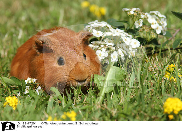 Sheltie Meerschweinchen / Sheltie guinea pig / SS-47201