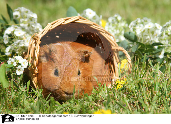 Sheltie guinea pig / SS-47203