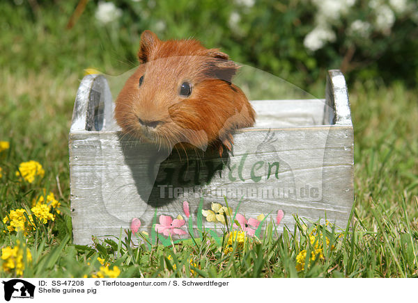 Sheltie guinea pig / SS-47208