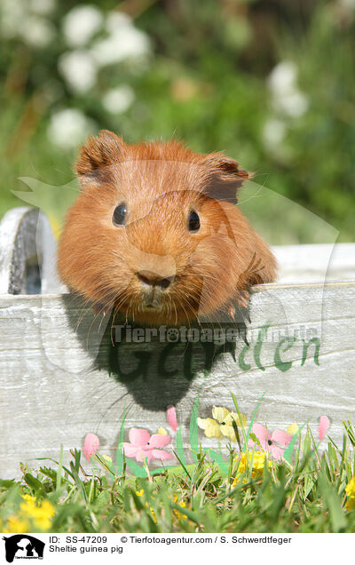 Sheltie guinea pig / SS-47209