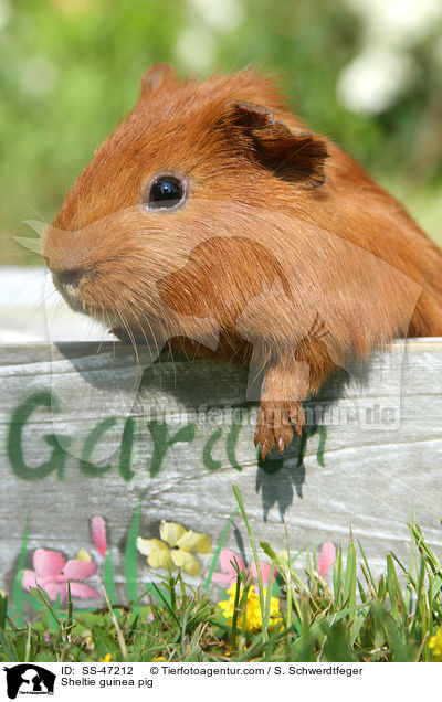 Sheltie guinea pig / SS-47212