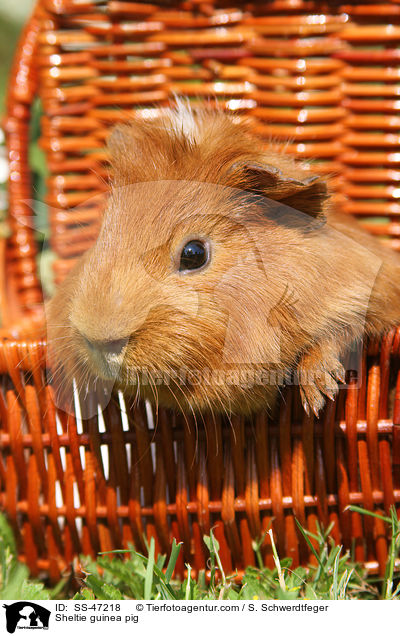 Sheltie guinea pig / SS-47218