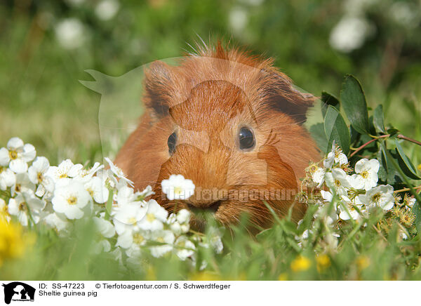 Sheltie guinea pig / SS-47223