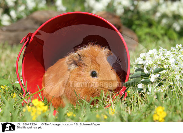 Sheltie guinea pig / SS-47224
