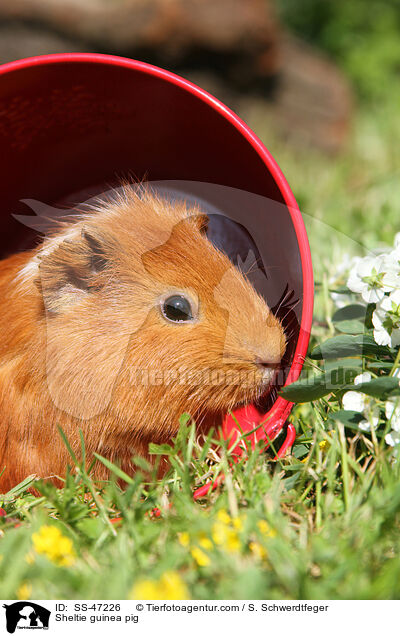 Sheltie guinea pig / SS-47226