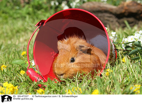 Sheltie Meerschweinchen / Sheltie guinea pig / SS-47227