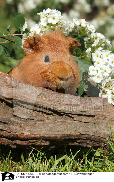 Sheltie Meerschweinchen / Sheltie guinea pig / SS-47230