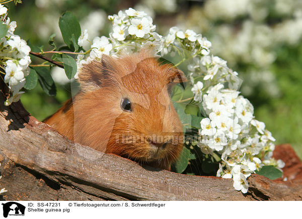 Sheltie guinea pig / SS-47231