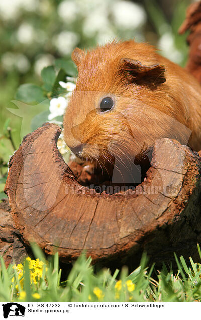 Sheltie guinea pig / SS-47232