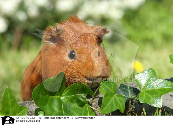 Sheltie Meerschweinchen / Sheltie guinea pig / SS-47233