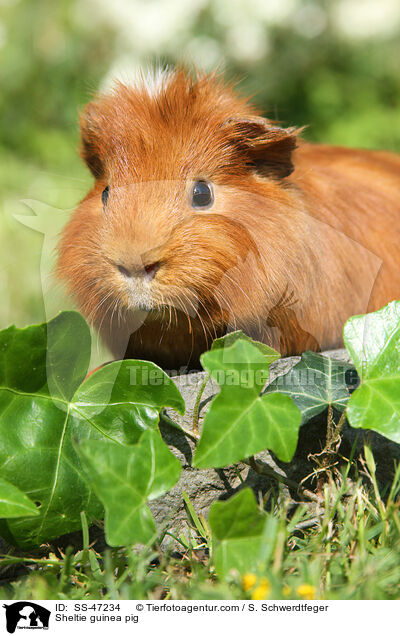 Sheltie guinea pig / SS-47234