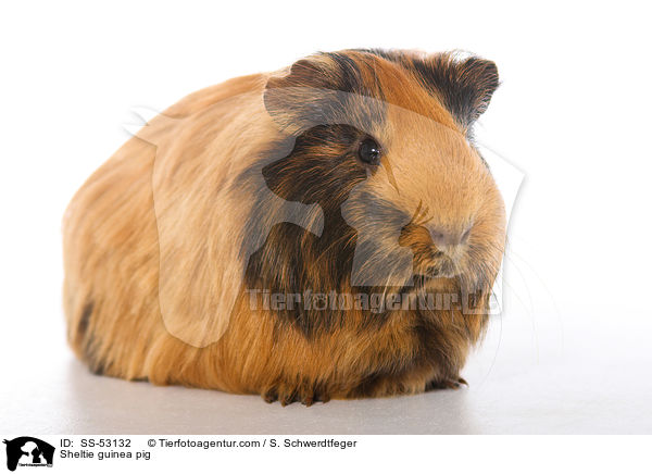 Sheltiemeerschweinchen / Sheltie guinea pig / SS-53132