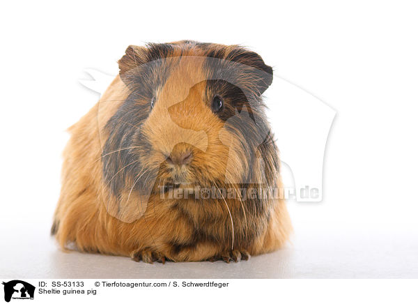 Sheltie guinea pig / SS-53133