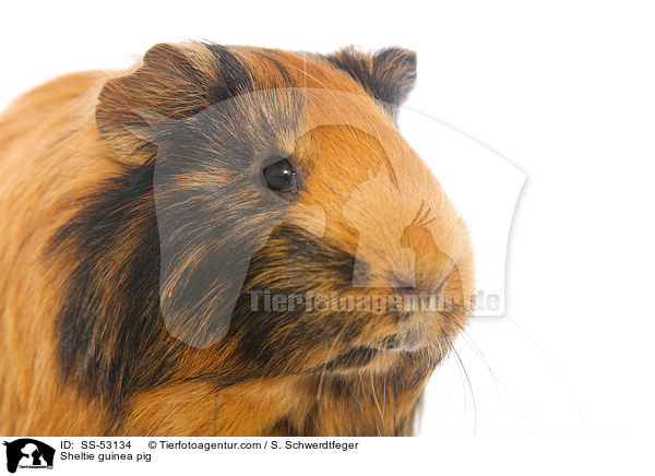 Sheltie guinea pig / SS-53134