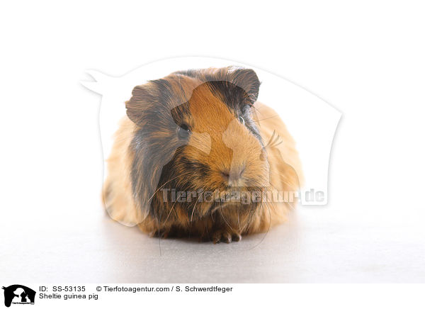 Sheltiemeerschweinchen / Sheltie guinea pig / SS-53135