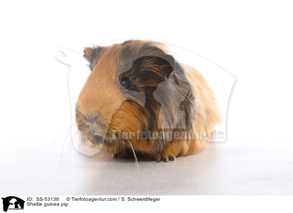 Sheltiemeerschweinchen / Sheltie guinea pig / SS-53136
