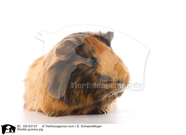 Sheltie guinea pig / SS-53137