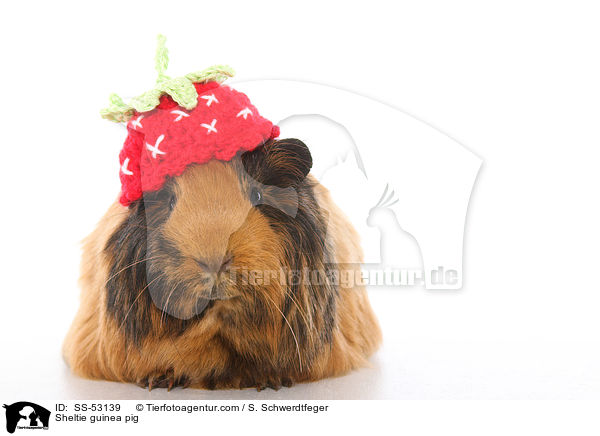 Sheltiemeerschweinchen / Sheltie guinea pig / SS-53139