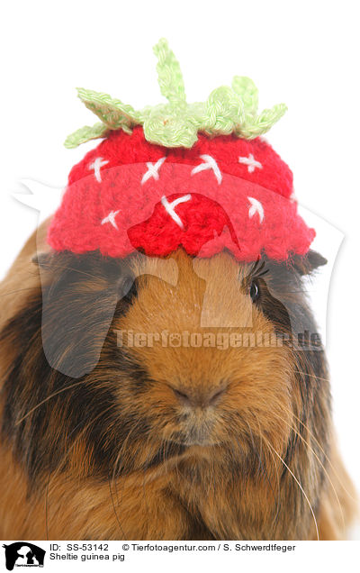 Sheltie guinea pig / SS-53142