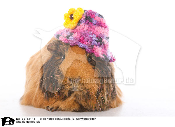 Sheltie guinea pig / SS-53144