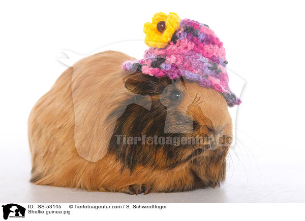 Sheltiemeerschweinchen / Sheltie guinea pig / SS-53145