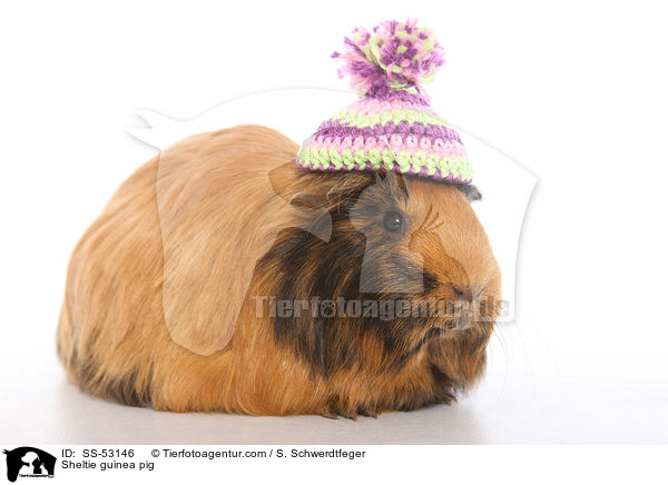 Sheltie guinea pig / SS-53146