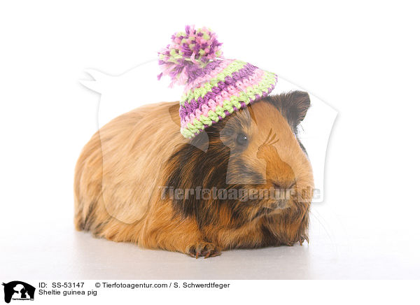 Sheltie guinea pig / SS-53147