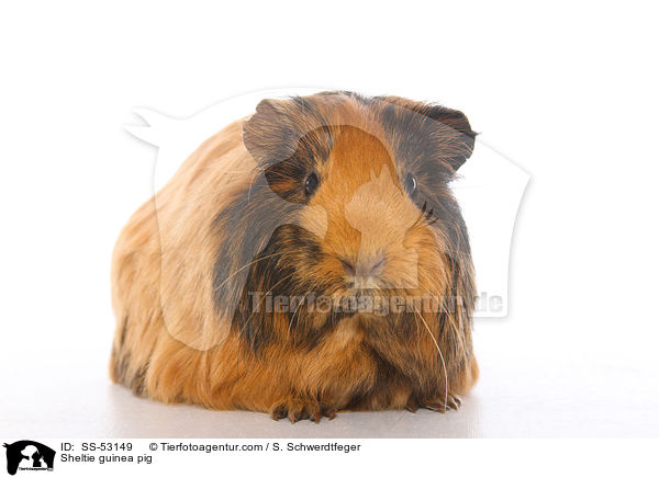 Sheltie guinea pig / SS-53149