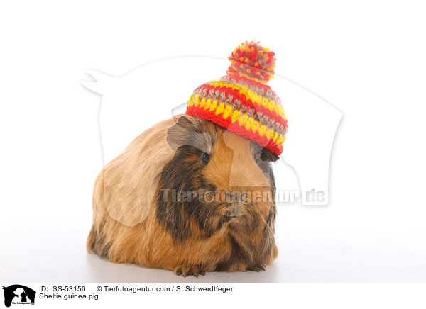 Sheltie guinea pig / SS-53150